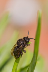 Melecta albifrons cuckoo bee