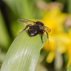 Melecta albifrons cuckoo bee