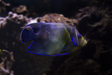 Fototapeta na wymiar Koran angelfish, semicircle angelfish (Pomacanthus semicirculatus).