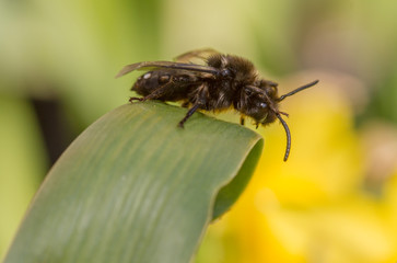 Melecta albifrons cuckoo bee