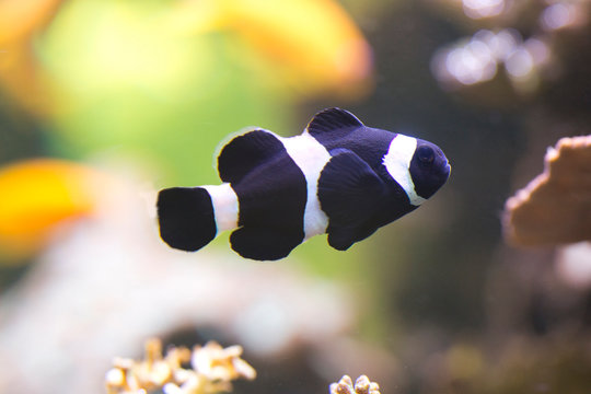  Ocellaris clownfish, false percula clownfish,  common clownfish (Amphiprion ocellaris).