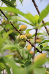 tree of Japanese apricot