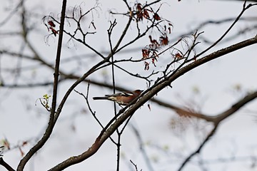 bird on a branch