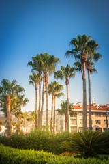 Beautiful tropical landscape with palm trees and a hotel on the back