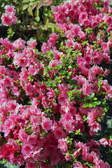 Floreale colore rosa e verde