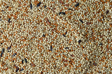 bird seed