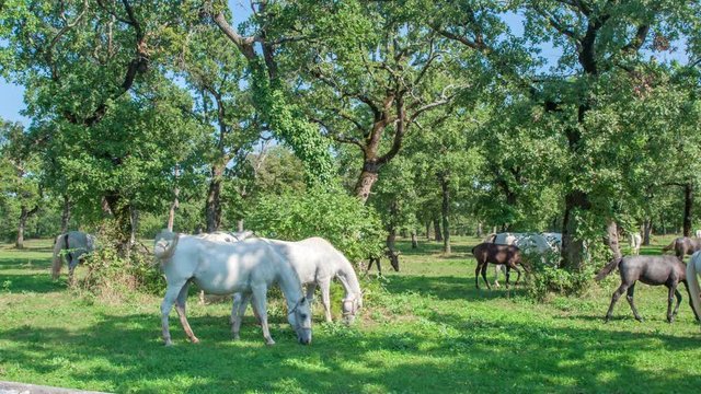 Serenity in Lipica. Beautiful white and brown horses Lipizzaner are eating grass on a vast peace of land.