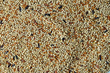 bird seed
