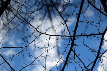 tree branches