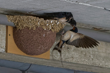 Hirondelles rustiques, nourrissage © Patrick
