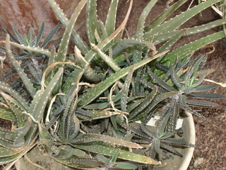 Plante succulente Jardin Massey Tarbes Hautes Pyrénées Occitanie France