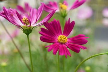 Obraz premium Beautiful Chrysanthemum Plants