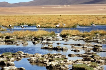 Wild flamingos at lake with stony lakeside and dry grass and blurred desert in the background - Atacama desert, Chile
