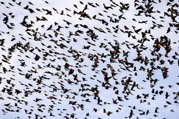 Blackbird Mania