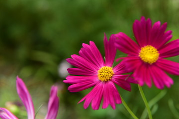 Beautiful Chrysanthemum Plants
