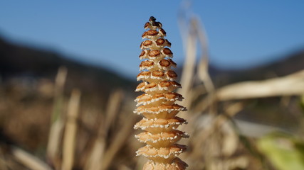 spring horsetail Bud