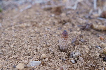 spring horsetail Bud