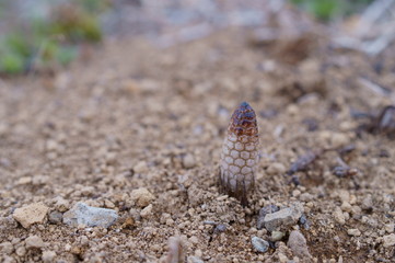 spring horsetail Bud