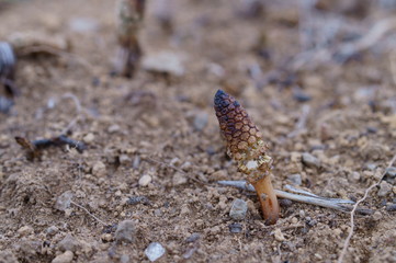spring horsetail Bud