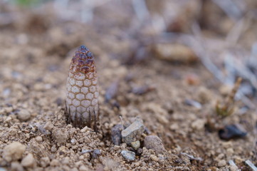 spring horsetail Bud