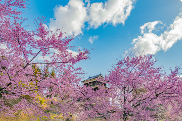 長野県上田市 上田城と桜