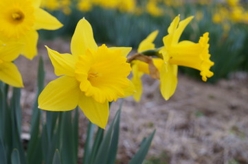 Narcissus yellow flower