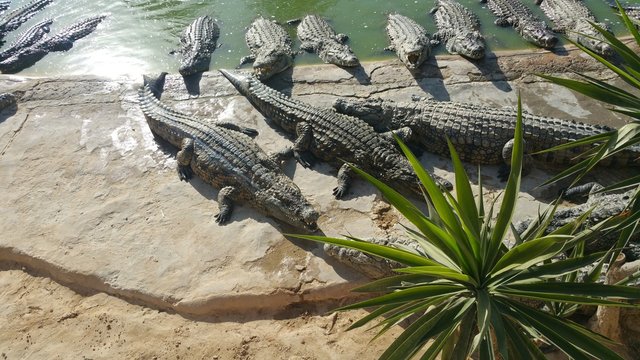 alligators of park djerba explore tunisia