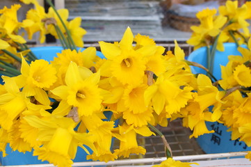 Narcissus yellow flower