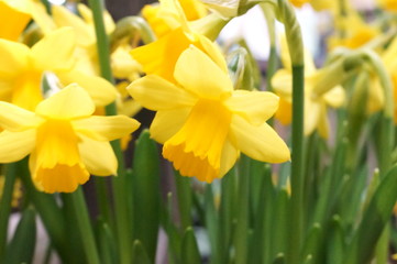 Fototapeta premium Narcissus yellow flower