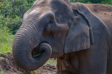Fototapeta premium Adult female asian elephant