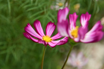 Beautiful Chrysanthemum Plants