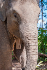 Naklejka premium Group of elephants