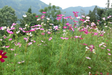 Beautiful Chrysanthemum Plants