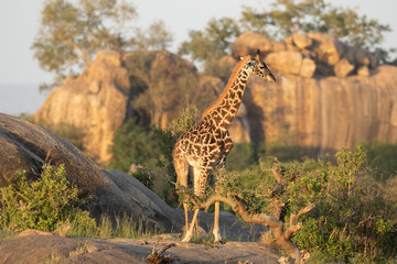 Giraffe 