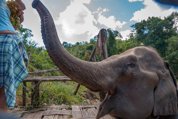 Obraz premium Girl feeding elephant