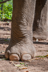 Elephant foot