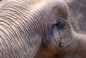 Fototapeta premium Elephant eye, close up