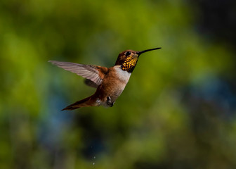 Fototapeta na wymiar Rufous Hummingbird (Selasphorus rufus) in Flight Taking a Pee