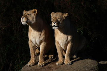 Afrikanischer Löwe / African Lion / Panthera leo