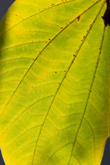 Leaf pattern