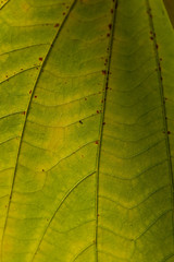 Leaf pattern