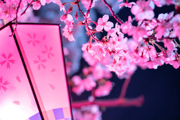 Fototapeta premium 桜と提灯