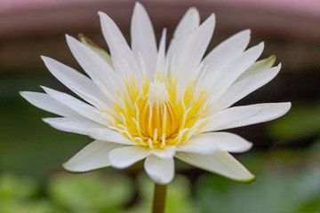 White lotus