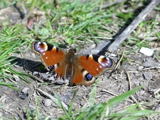 Close-up of damaged Peacock Butterfly sitting on ground