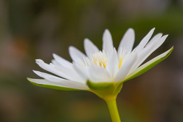 White lotus