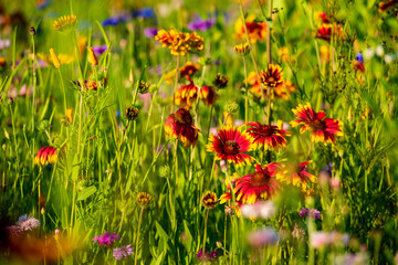 Meadow of wild flowers