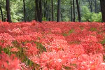 巾着田の曼殊沙華(彼岸花)