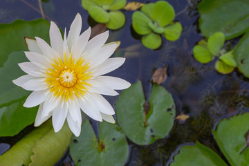 Obraz na płótnie Canvas White lotus
