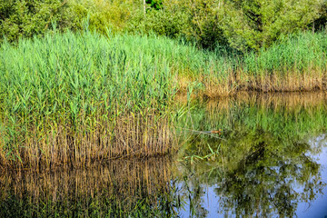 Naturalistic oasis with aquatic plants