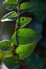 Small leaves, spider webs
